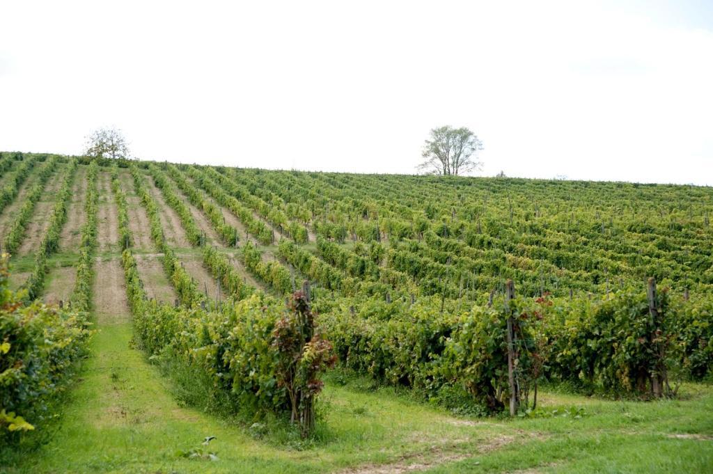 San Giovanni a Corazzano Agriturismo Buon Riposo - Country Resort In The Heart Of Tuscany المظهر الخارجي الصورة