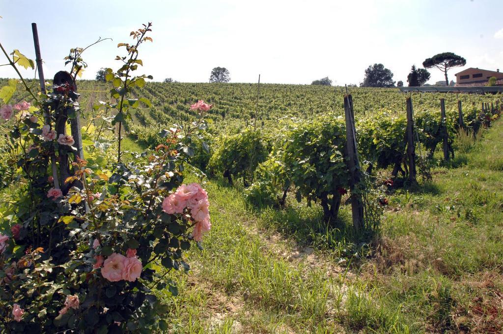 San Giovanni a Corazzano Agriturismo Buon Riposo - Country Resort In The Heart Of Tuscany المظهر الخارجي الصورة